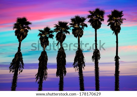 California Sunset Palm Trees Washingtonia Western Surf Flavour In Us
