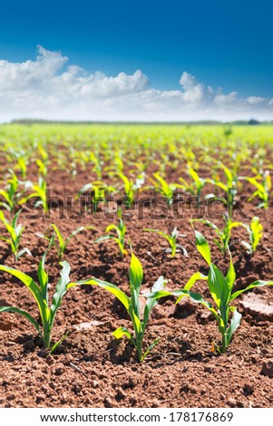 Corn fields sprouts in rows in California agriculture plantation USA