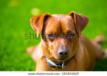 Mini pinscher brown little dog portrait lying in lawn relaxed