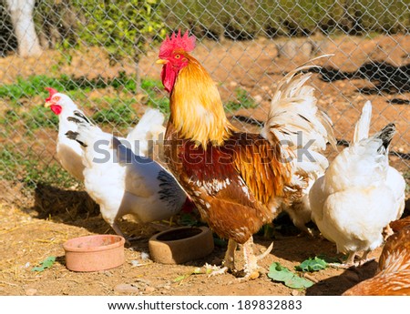 Rooster and hens in the hen house poultry