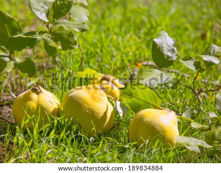 quince fruit still image over green grass in nature outdoor
