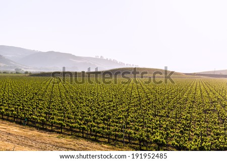California vines vineyard field in US