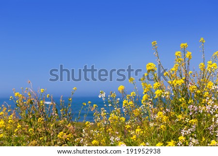 California Pigeon point spring flowers in Cabrillo Hwy coastal highway State Route 1