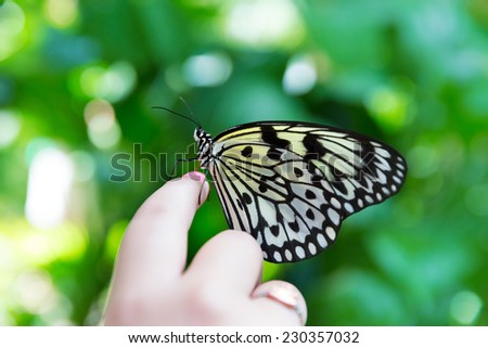 Girl hand finger Rice Paper butterfly Idea leuconoe in outdoor