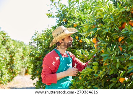 Farmer man harvesting oranges in an orange tree field