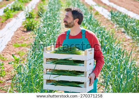 Farmer man harvesting onions in Mediterranean orchard field