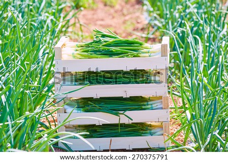 Onion harvest stacked in wooden basket boxes in Mediterranean area