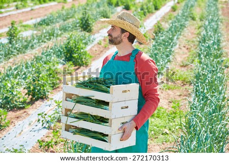 Farmer man harvesting onions in Mediterranean orchard field