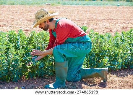 Farmer man harvesting lima beans in Mediterranean orchard field