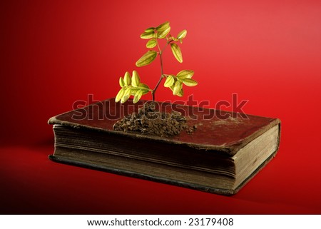 green plant growing from an old book, over red