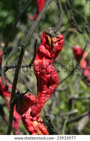 Red pepper in plant, process to be dried outdoors, Mediterranean