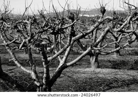 Dry fruit trees without leaves in autumn, sad landscape