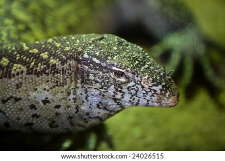 Animals and wildlife from reptiles in Africa, Monitor Lizard,