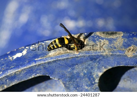 Wasp bug, yellow jacket over blue metal wheel outdoors