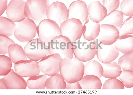 stock photo : Pink rose