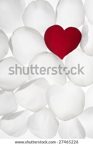 wallpaper heart rose. stock photo : Red little rose
