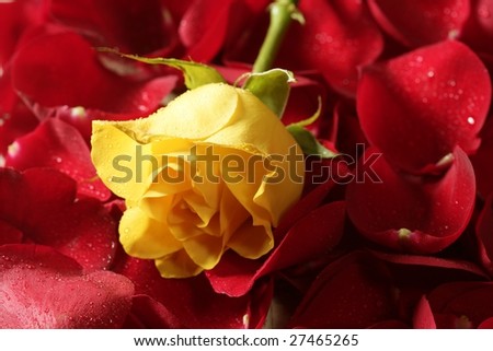 stock photo : Beautiful yellow rose flower over red petals background