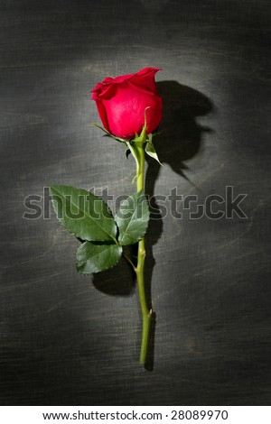 Red rose macro close up over dark black wood background
