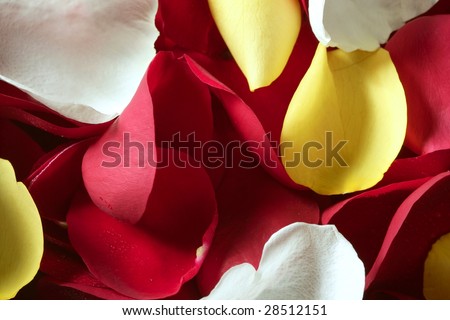 rose wallpaper background. stock photo : Colorful rose petal pattern wallpaper background texture
