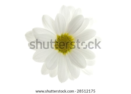 Daisy+flower+white+background