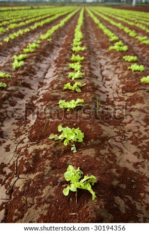 Baby lettuce sprouts on a red claiy soil, vegetable outbreaks
