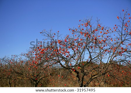 Persimmon tree field with vivid fruits and blue sky