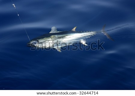 Blue fin tuna Mediterranean big game fishing and release