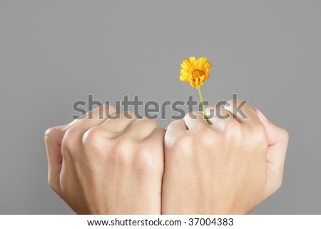 Concept of life with plant growing from woman hands