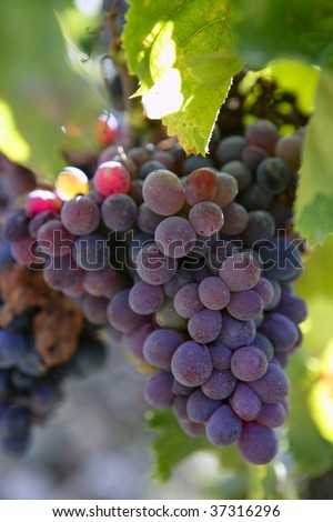 Black red grape for wine production in Spain grapevine fields
