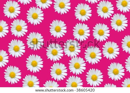 Colorful pattern background with daisy flowers over pink [Photo Illustration]