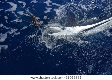 Atlantic white marlin big game sportfishing over blue ocean saltwater