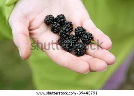 Blackberries on a farmer woman hand in the forest