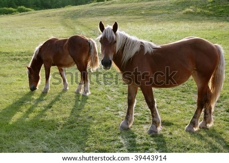 Horse landscape in the green meadow Pyrenees view