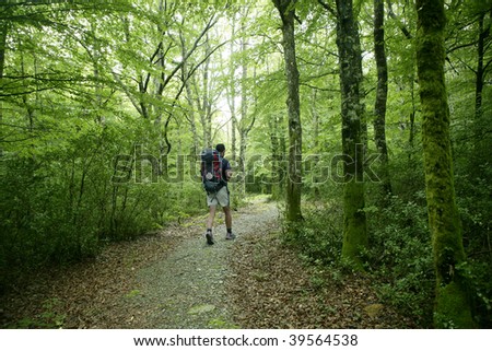 Adventure hiking on beech forest of Navarra Pyrenees in Irati