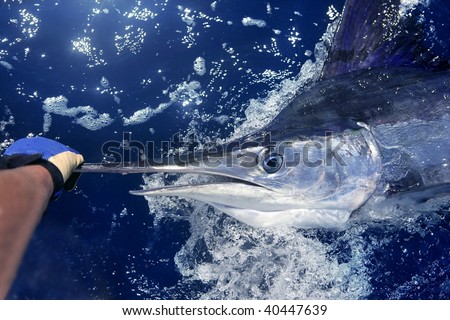 Atlantic white marlin big game sport fishing over blue ocean saltwater