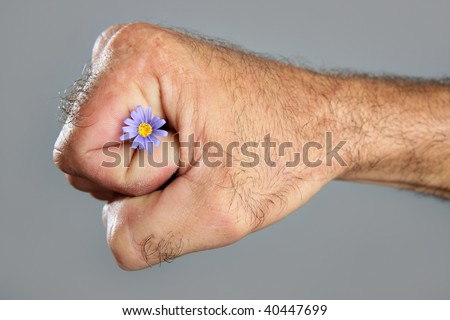 Concept and contrast of hairy man hand and spring flower fragility