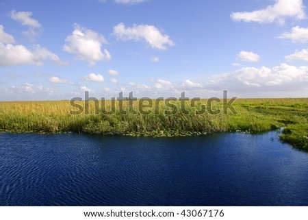 Florida Everglades Plants