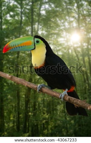 Kee billed Toucan Ramphastos sulfuratus colorful Tucan bird [Photo Illustration]