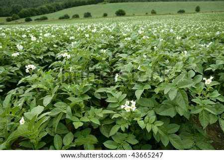 Green potatoes field in flowers on a summer afternoon