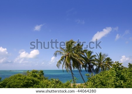 Florida Keys tropical palm trees turquoise sea blue sky