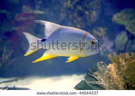 beautiful fishes in sea. eautiful fishes in sea. Beautiful tropical fish; Beautiful tropical fish