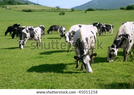 Cows on the meadow fresian in black and white females