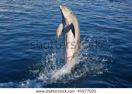 Dolphin acrobat during dolphins show in Caribbean sea, nature