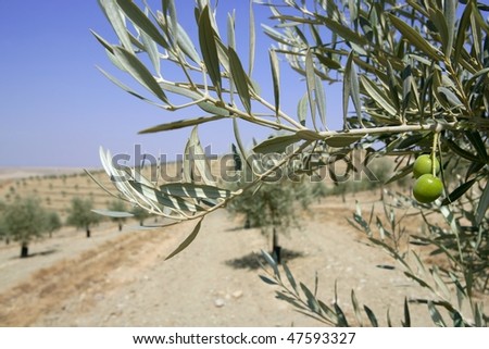 Beautiful green olive field macro detail over blue sky