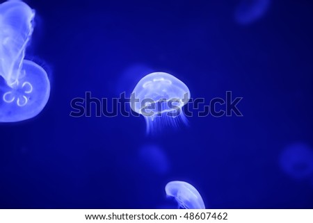 Moon jellyfish over blue water Aurelia Aurita