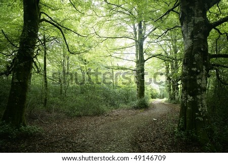 Beech green magic forest with sun reflections in Irati