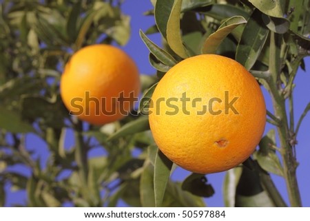 Orange Fruit Tree. fruit, orange tree Gallery