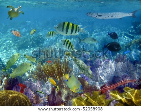 caribbean reef tropical fishes underwater sea view [Photo Illustration]