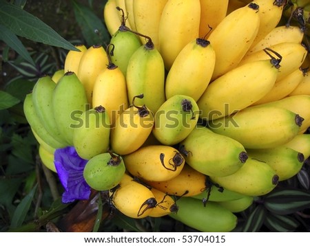 banana fruits branch yellow over green bananas