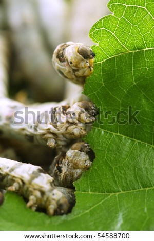 silkworms eating mulberry leaf closeup nature silk worms